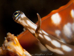The eye has it! Canon G10, Inon s-2000 strobe, double sta... by Andrew Macleod 
